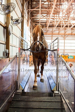 Kilkern- Eileen Nelson Photography 2014-9749